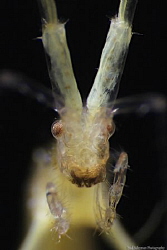 Extreme Super Macro 
Face Skeleton Shrimp in details by Iyad Suleyman 